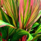 Harlequin Cordyline Ti Plant 10+ Seeds Fresh Garden