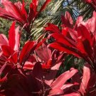 Red Fire Cordyline Ti Plant Seeds 10+ Seeds Fresh Garden