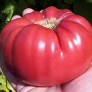 Aunt Ginnys Purple Tomato 20 Seeds Heirloom Fresh Garden