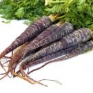 Black Knight Carrot 100 Seeds First Near Black Carrot Fresh Garden