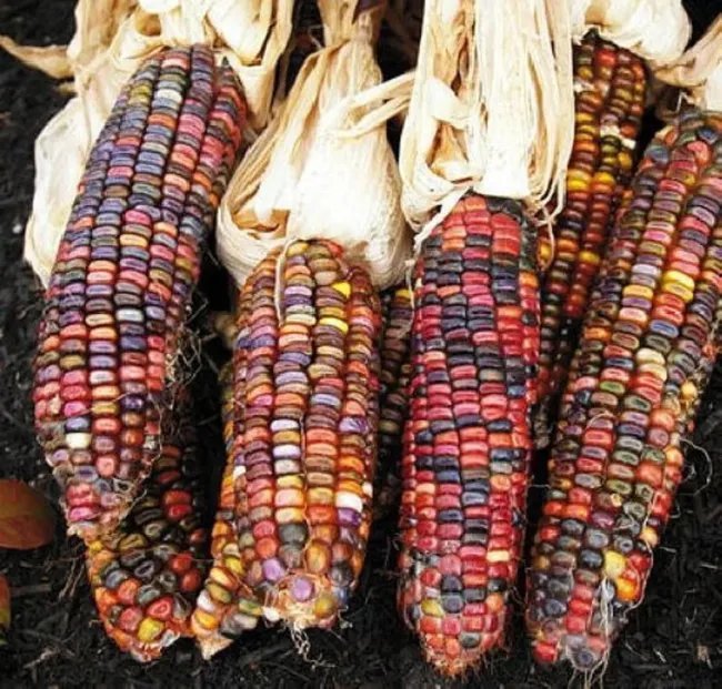 Earth Tones Ornamental Dent Corn 100 Seeds Fresh Garden