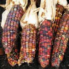 Earth Tones Ornamental Dent Corn 100 Seeds Fresh Garden