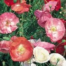 Shirley Single Mix Poppy Heirloom 50 Seeds Fresh Garden