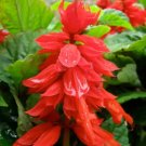 Mojave Improved Salvia 50 Seeds Fresh Garden