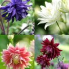 Barlow Mix Columbine Aquilegia Shade Perennial 40 Seed Fresh Garden