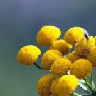 Apple Scented Gold Pompom 40 Seeds Cephalophora Fresh Garden