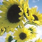 Moonwalker Sunflower 30 Seeds Fresh Garden