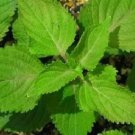 Green Perilla 50 Seeds Herb/Shiso Ohba Fresh Garden