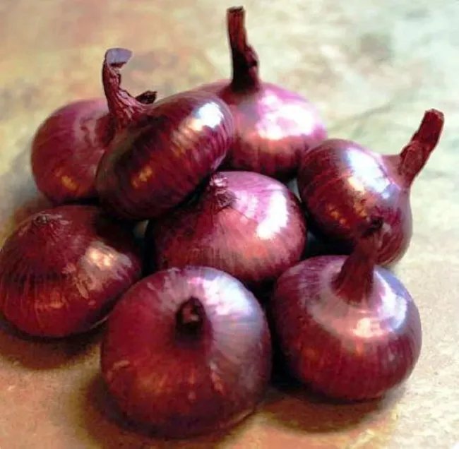Cipollini Mini Red Marvel Onion 250 Seeds Current Rage Fresh Garden