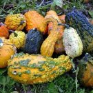 Lunch Lady Gourd 20 Seeds Wild Mix Of Gourds Fresh Garden