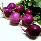 Rare Purple Plum Radish 50 Seeds Fresh Garden
