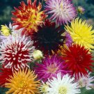 Dahlia Cactus Hybrid Mix 50 Seeds Colorful Fresh Garden