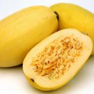 Hasta La Pasta Spaghetti Squash 8 Seeds Sweet Fresh Garden