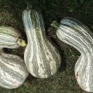 Green Striped Cushaw Pumpkin 30 Seeds Fresh Garden