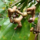 Japanese Raisin Tree 10 Seeds Hovenia Dulcis Tropical Fresh Garden
