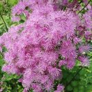 Meadow Rue 50 Seeds Shade Perennial Fresh Garden