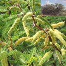 Mesquite Tree 10 Seeds Prosopis Juliflora Tree Fresh Garden