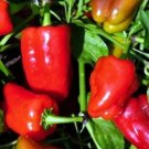 Cajun Belle Pepper 20 Seeds Fresh Garden