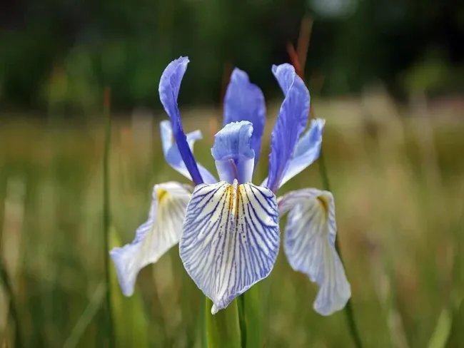 Western Blue Flag Iris 10 Seeds Iris Missouriensis Fresh Garden