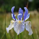 Western Blue Flag Iris 10 Seeds Iris Missouriensis Fresh Garden