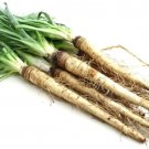 Rare Root Oyster Carrot Carrot With Oyster Taste 50 Seeds Fresh Garden