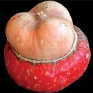 Mini Red Turban Gourd 15 Seeds New Rare Fresh Garden