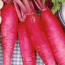 100 China Rose Radish (Chinese Winter Radish) Raphanus Sativus Vegetable Seeds Fresh Garden