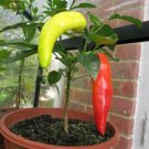 Hungarian Hot Wax Pepper 100 Seeds 15 000 Scoville Guero Yellow Chile Chili Fresh Garden