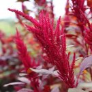 Red Garnet Amaranth 2000+ Seeds Fresh Garden