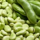 Aquadulce Fava Bean 20 Seed Fresh Garden