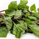 Spinach Malabar Red 200 Seeds Heirloom Vegetable Spinach Alternative Fresh Garden