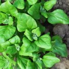 New Zealand Spinach 60 Seeds Hot Weather Green Malabar Plant Leaf Kale Fresh Garden