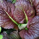 Japanese Giant Red Mustard Greens 300 Seeds Non Gmo Usa Mustard Greens Fresh Garden