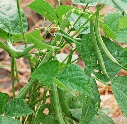 Contender Green Bean 30 Seeds Non Gmo Heirloom Open Pollinated Fresh Garden