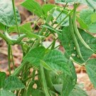 Contender Green Bean 30 Seeds Non Gmo Heirloom Open Pollinated Fresh Garden