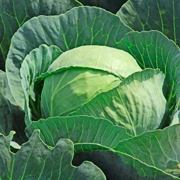 Cabbage Brunswick 200 Seeds Heirloom Vegetable Open Pollinated Non Gmo Fresh Garden