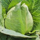 Early Jersey Wakefield Cabbage 300Seeds Non Gmo Heirloom Pointy Green Cabbages Fresh Garden