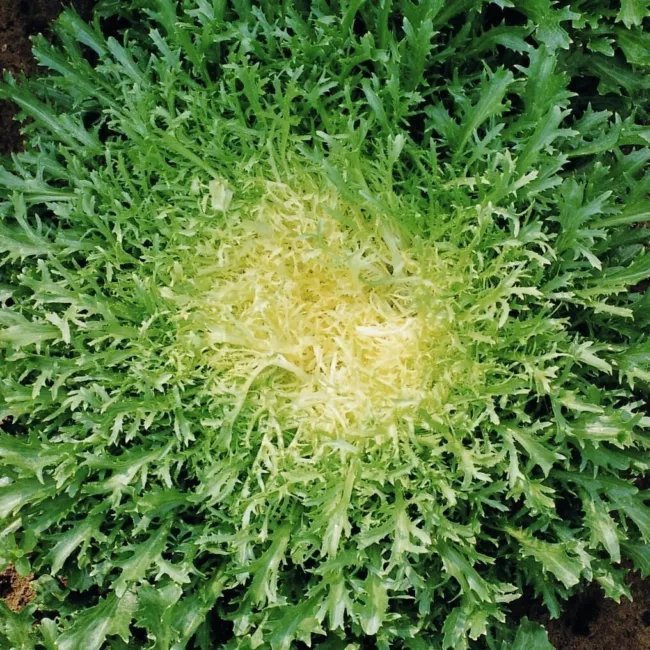 Green Curled Ruffec Endive 500 Seeds Fresh Garden
