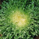 Green Curled Ruffec Endive 500 Seeds Fresh Garden