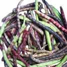 Knuckle Purple Hull Cowpea 60 Seeds Brown Crowder Field Cow Pea Fresh Garden