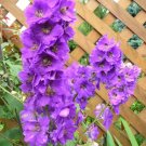 Lilac Rocket Larkspur 400 Seeds Purple Delphinium Consolida Non Gmo Fresh Garden