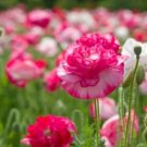 Double Mix Shirley Poppy 1000+ Seeds Pink White Red English Field Poppies Fresh Garden