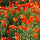 1500 Seeds Mikado Poppy Red Orange California Poppy Flower Eschscholzia Fresh Garden