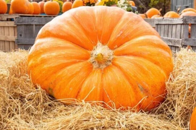 25 Seeds Mammoth Gold Pumpkin Cucurbita Maxima Carving Pie Vegetable Fresh Garden