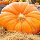 25 Seeds Mammoth Gold Pumpkin Cucurbita Maxima Carving Pie Vegetable Fresh Garden