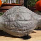 Blue Hubbard Squash 20 Seeds Winter Gray Blue Pumpkin Butternut Jarrahdale Fresh Garden