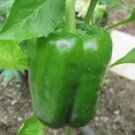 California Wonder 300 Tmr Sweet Bell Pepper 100 Seeds Fresh Garden
