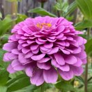 Lavender Zinnia 200 Seeds Non Gmo Pollinator Light Purple Magenta Pink Giant Fresh Garden