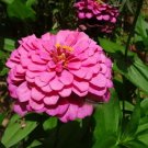 Rose Zinnia 200 Seeds Non Gmo Pollinator Hot Pink Flower Salmon Giant Zinnias Fresh Garden
