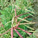 Top Pick Brown Crowder Cowpea 50 Seeds Non Gmo Southern Pink Hull Red Cow Pea Fresh Garden